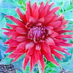 Dahlia ' H G CHAD E '  (L.C.)  Jones R.  USA  2000  Portland Dahlia Society Archives   USA 2017  (David Brown)
